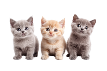 Three adorable kittens sitting side by side, one cream and two grey, looking curiously ahead. Perfect for pet lovers and cute animal enthusiasts.