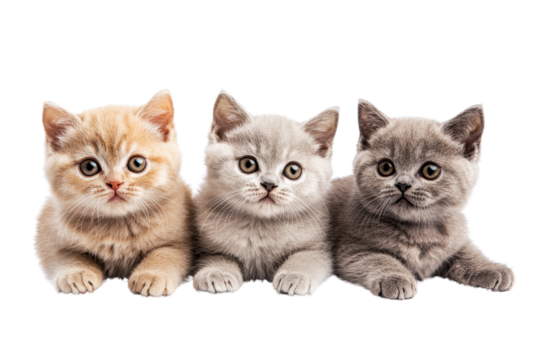 Three adorable kittens sitting together, showcasing their cute expressions and soft fur. Perfect for animal, pet, and feline-themed projects.