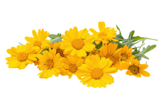 Vibrant yellow flowers with lush green leaves arranged beautifully, perfect for nature-themed designs and floral decorations.