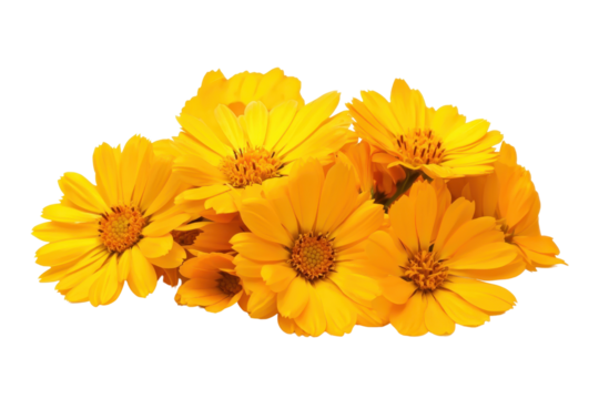 Vibrant yellow flowers in full bloom, creating a lively and cheerful expression, perfect for nature and garden enthusiasts.