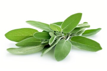 Obraz premium A fresh Sage isolated on white