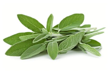 A fresh Sage isolated on white