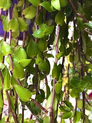 Close-Up of Vibrant Green Hanging Plant Leaves with Natural Texture and Botanical Detail