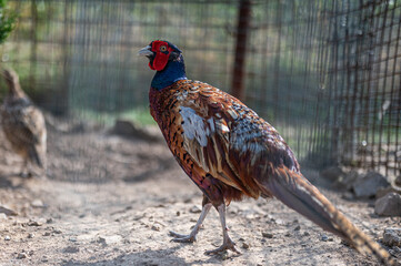 male pheasant captive in the fence of the ZOO