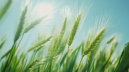 Wheat Field in Sunlight