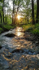 Obraz premium Sunset Over Forest Stream with Reflecting Light