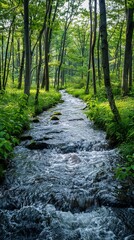 Obraz premium A serene forest stream winds through the trees.