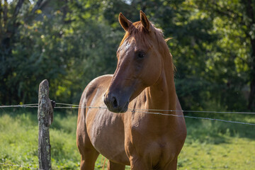 Fototapeta premium portrait of a horse