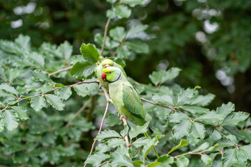 green parrot on a tree