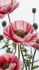 Macro shot of pink poppy flowers on white background, ideal for text placement.