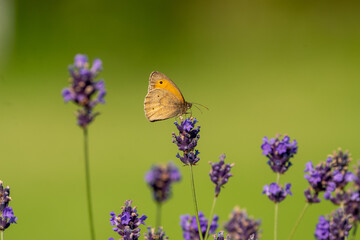 butterfly on flower