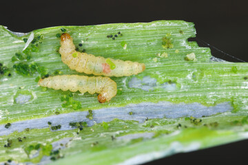 Onion leaf damaged by leek moth or onion leaf miner (Acrolepiopsis assectella) caterpillars.