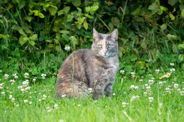 cat in the grass