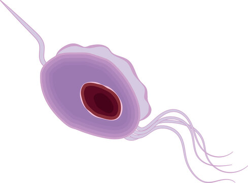 Trichomonas Vaginalis Protozoa Illustration Isolated on White Background