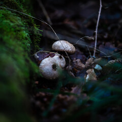 mushroom in the forest