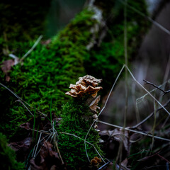 mushroom in the forest
