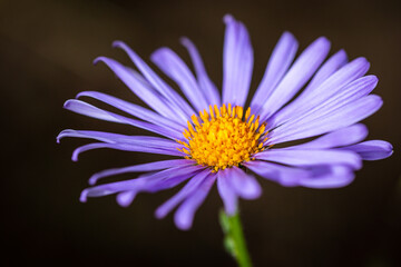 Obraz premium flower