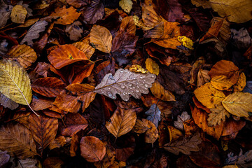 autumn leaves background