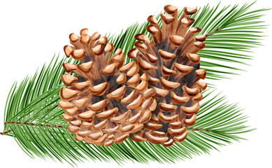 pinecones with green leaves 