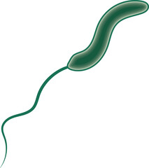 Vibrio Cholerae Bacteria Illustration Isolated on White Background