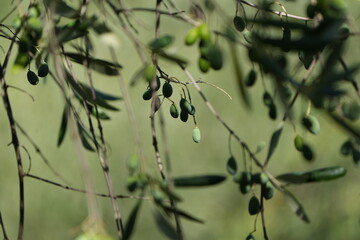 olives hanging on an olive tree wallpaper green background foliage tuscany italy