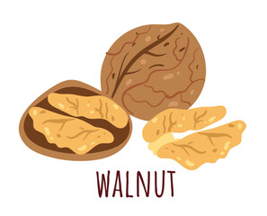 Walnut simple line style isolated concept
