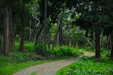 Lovely woods, go to darkness, wilderness