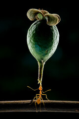 Amazing ants carry fruit heavier than their bodies