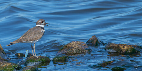 Closeup of a killdeer perched on a rock overlooking a lake.