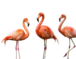 Obraz premium A collection of nicely positioned pink flamingos that are carved out 