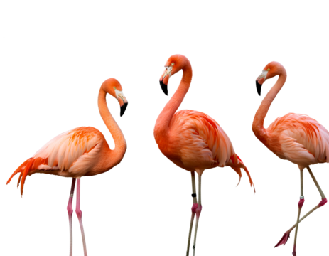 A collection of nicely positioned pink flamingos that are carved out  