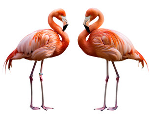 Obraz premium A collection of nicely positioned pink flamingos that are carved out 
