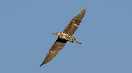 Juvenile little blue heron in flight.