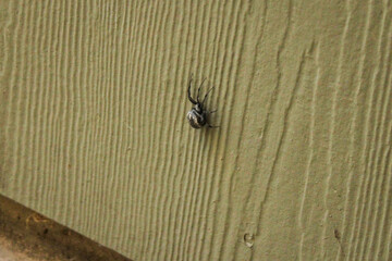 Spider with white on it 