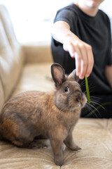A girl is feeding a pet rabbit on the sofa. Pet concept.