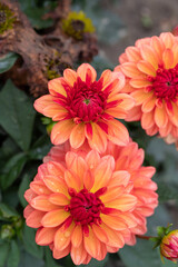 Orange dahlias blooming in botanical garden.