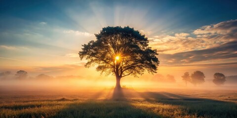 Obraz premium Silhouette of lone tree in misty field at sunrise or sunset with sun beams, fog, vintage filter for inspirational, rural, peaceful, meditative vibes