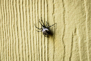 Black Widow Spider (Male) 