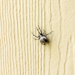 A male black widow spider ( Latrodectus) in the wild for scientific, educational or editorial uses. Photographed in Poth, Texas. 