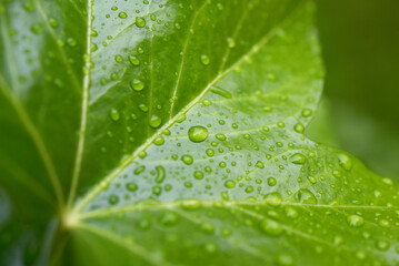 Gouttes de pluie sur feuilles