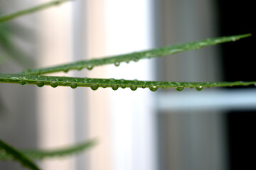 Gouttes de pluie sur feuilles