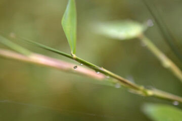 Gouttes de pluie sur feuilles
