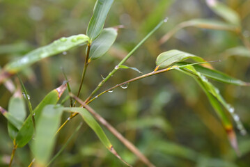 Gouttes de pluie sur feuilles