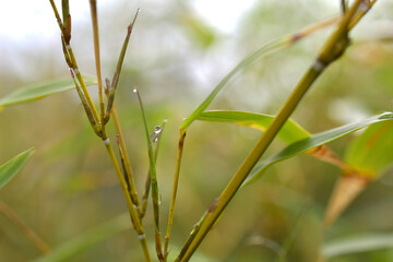 Gouttes de pluie sur feuilles