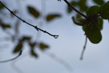 Branches entrelacées et goutte d'eau