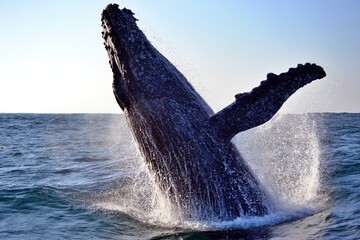 Naklejka premium Humpback whale breaching in Algoa Bay, South Africa