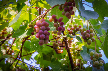 Fototapeta premium Sunlit grapes.