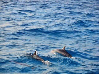 Fototapeta premium Pair of spinner dolphins swimming in the water, Maldives