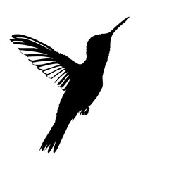 Humming bird silhouette vector silhouette