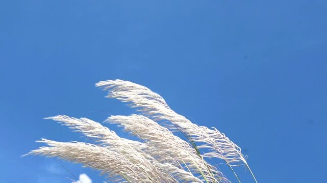 Saccharum spontaneum flower swaying against the blue-white sky of autumn in the wind. It grows on fallow land commonly known as wild sugarcane and Kans grass. Close-up views 4k video. 